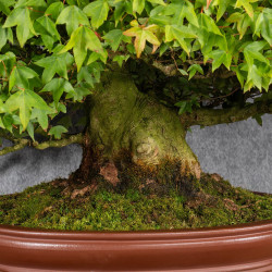 Acer buergerianum - B4987