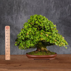 Acer buergerianum - B4987