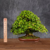 Acer buergerianum - B4987