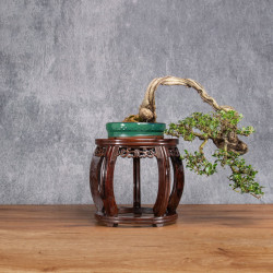 Olea europea sylvestris -...