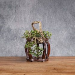 Olea europea sylvestris - ULLASTRE - B4989