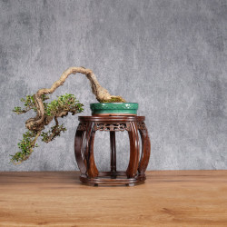 Olea europea sylvestris - ULLASTRE - B4989