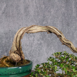 Olea europea sylvestris - ULLASTRE - B4989