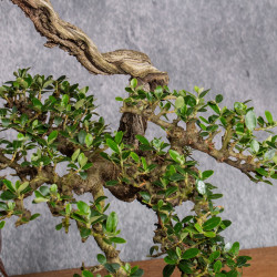 Olea europea sylvestris - ULLASTRE - B4989