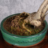 Olea europea sylvestris - ULLASTRE - B4989