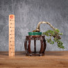 Olea europea sylvestris - ULLASTRE - B4989