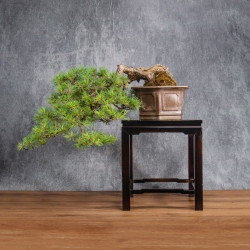 Pinus parviflora - B4990