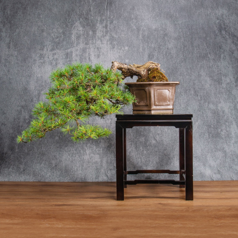 Pinus parviflora - B4990