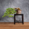 Pinus parviflora - B4990