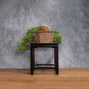 Pinus parviflora - B4990