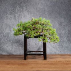 Pinus parviflora - B4990