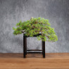 Pinus parviflora - B4990