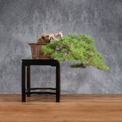 Pinus parviflora - B4990