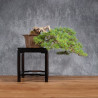 Pinus parviflora - B4990