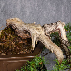 Pinus parviflora - B4990