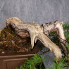 Pinus parviflora - B4990