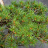 Pinus parviflora - B4990