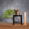 Pinus parviflora - B4990