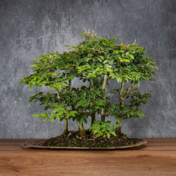 Fagus crenata - B4991