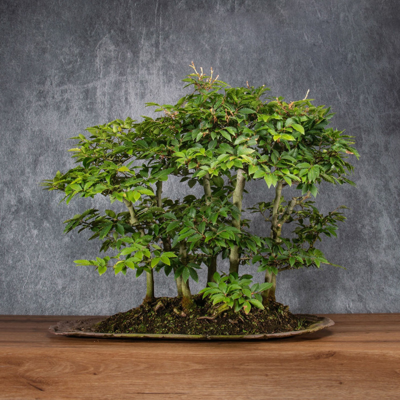 Fagus crenata - B4991