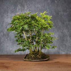 Fagus crenata - B4991