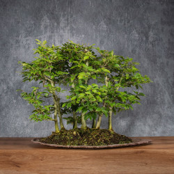 Fagus crenata - B4991