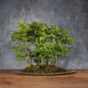 Fagus crenata - B4991