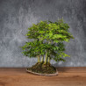 Fagus crenata - B4991