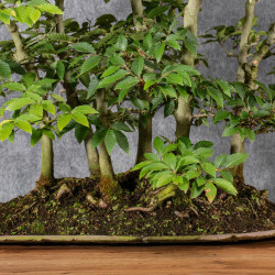Fagus crenata - B4991