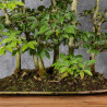 Fagus crenata - B4991