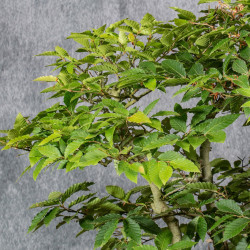 Fagus crenata - B4991