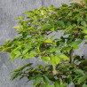 Fagus crenata - B4991