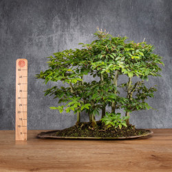 Fagus crenata - B4991