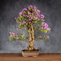 Bougainvillea glabra - B4992