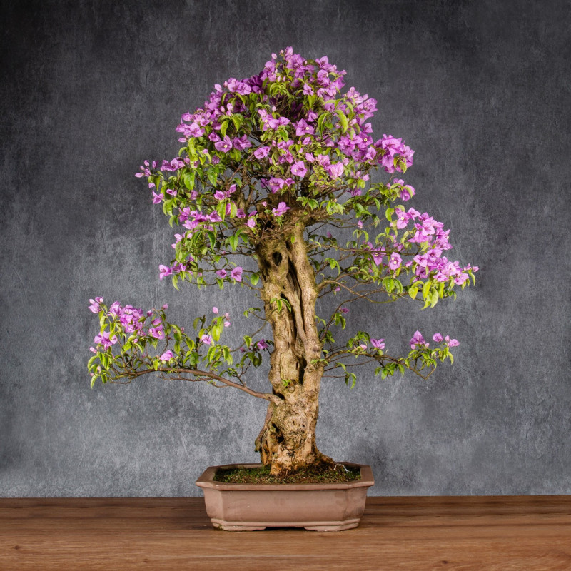 Bougainvillea glabra - B4992
