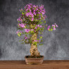 Bougainvillea glabra - B4992