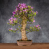 Bougainvillea glabra - B4992