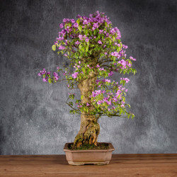 Bougainvillea glabra - B4992