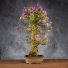 Bougainvillea glabra - B4992