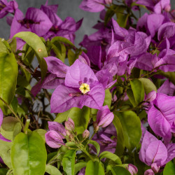 Bougainvillea glabra - B4992