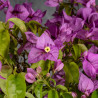 Bougainvillea glabra - B4992