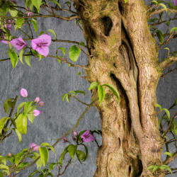 Bougainvillea glabra - B4992
