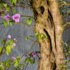Bougainvillea glabra - B4992