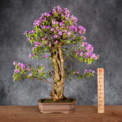 Bougainvillea glabra - B4992