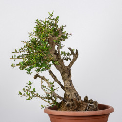 Acebuche - B1108