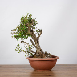 Olea europea sylvestris - B1108