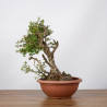 Olea europea sylvestris - B1108
