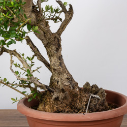Olea europea sylvestris - B1108