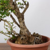 Olea europea sylvestris - B1108