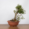 Olea europea sylvestris - B1108